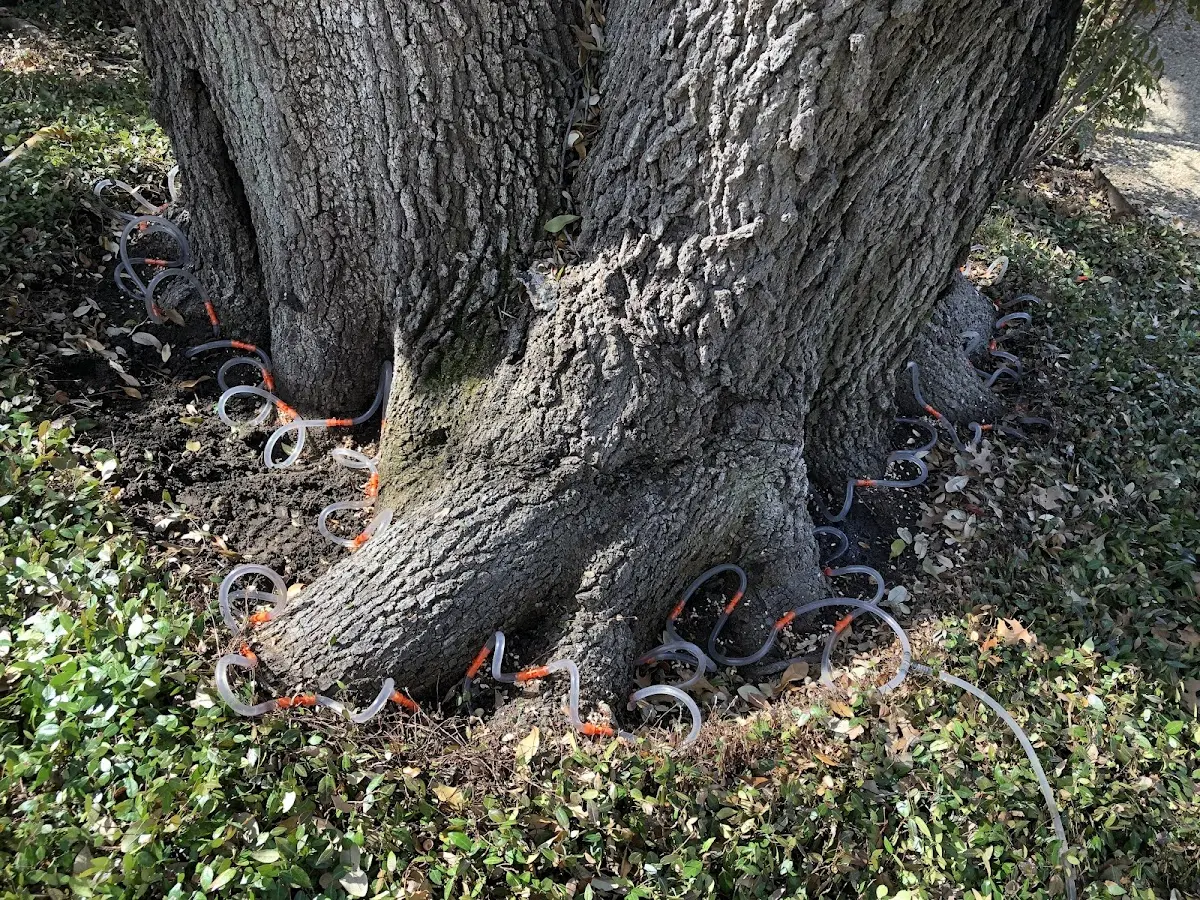 Detailed Tree Cabling and Bracing job site in Santa Ysabel
