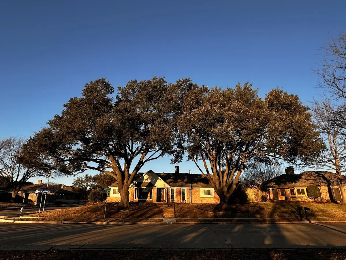 Established residential canopy tree shading a home in Santa Ysabel