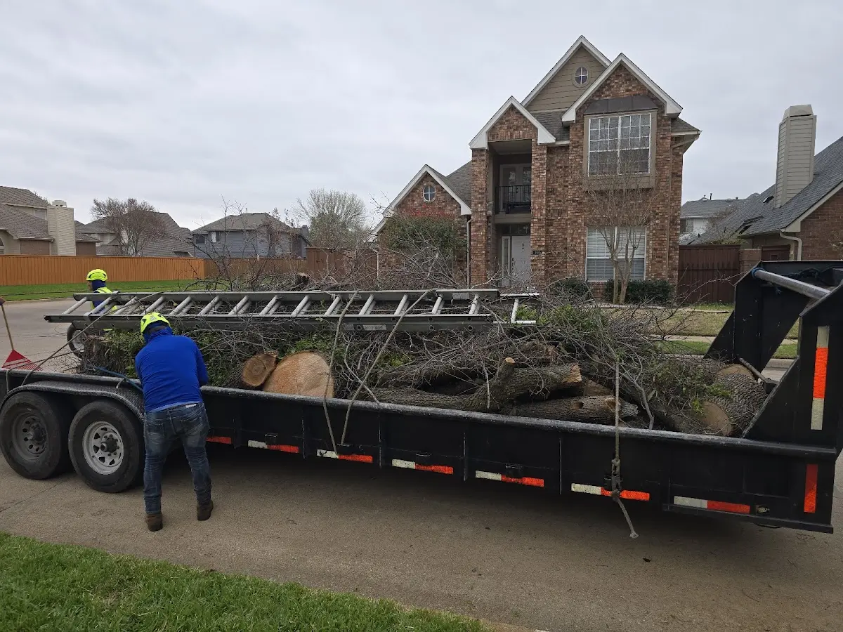 Expert Tree Fertilization with proper safety equipment in Santa Ysabel